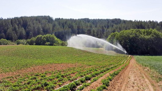 Campo di patate Irrigazione con lancia