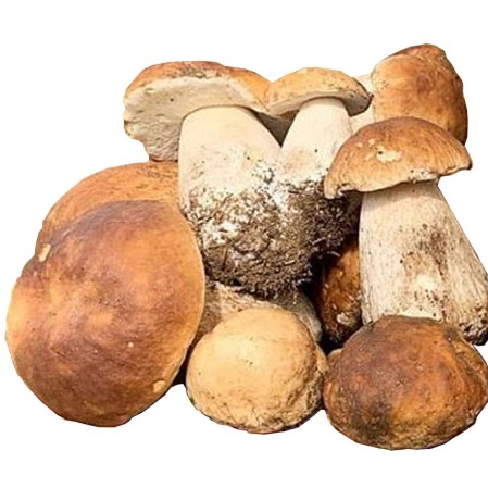 Porcini Porcini di bosco