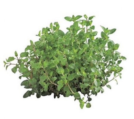 Origano Mazzo Origano coltivato
