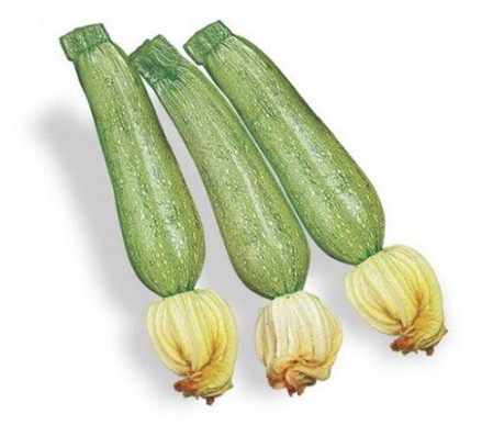 Zucchine chiaro Zucchina chiara