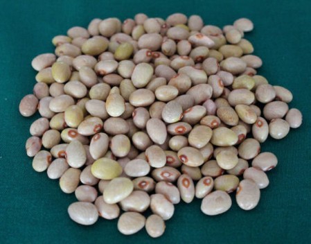 Fagioli Poverello Il famoso "poverello di Calabria"